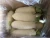 Import Fresh Radish Price from China