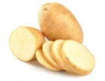 fresh seed potato for sale