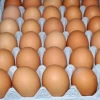 Fresh White and brown table eggs