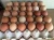 Import fresh white brown chicken eggs from Canada