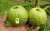 Import Fresh White Guava from Vietnam_good price from Vietnam