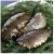 Import From Japan famous sea cucumber capsule with reasonable price from Japan