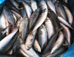 Frozen Pacific Mackerel fish whole round seafrozen BQF 150-200g for market