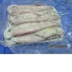 Frozen Squid Whole