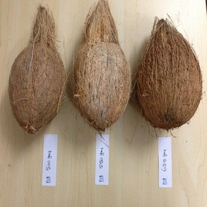 Full Husk Mature Coconuts