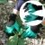 Import Garden Gloves With Fingertips Claws Genie Glove Gardening Raking Digging Planting Latex Work Tools Household Greenhouse Products from China
