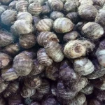 Good quaility Taro / Fresh Taro price in China
