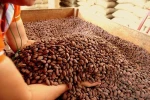 Grade A Cocoa/ Cacao/ Chocolate bean / Dried cacao Beans