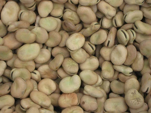 Grade A Dry Fava Beans ,Dry yellow broad beans/ Frozen Green Broad Bean