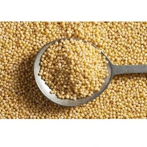 Grade A Hulled Yellow Millet