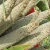 Import Green Millet Cheap Price Best Quality from India