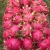 Import Guaranteed Fresh and high quality Dragon fruit with all Red and White Flesh / Careful Packaging from VietNam from China