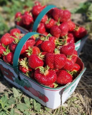 High Quality Fresh Strawberries
