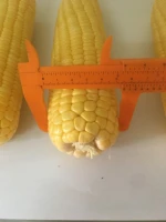 High Quality Frozen Sweet corn from Vietnam