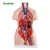 High Quality Medical Mini 15 Parts 26cm Human Body Anatomical Torso Model