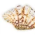 Import High quality white scallop unrolled irregular colored natural seashells for villa decoration from China
