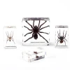 Hight quality customized Resin Spider Embedded Preserved Specimen  Kit  Educational Toys Gift School Teaching tools for kids