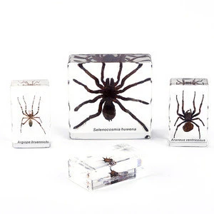 Hight quality customized Resin Spider Embedded Preserved Specimen  Kit  Educational Toys Gift School Teaching tools for kids