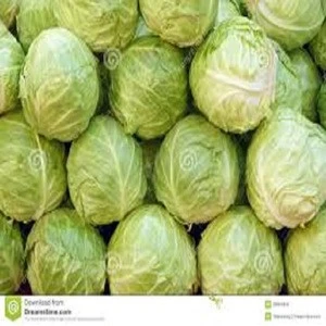 Hot sale fresh green chinese ball cabbage for sale