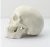 Import human anatomy type model Life-size Human Plastic Skull Model from China
