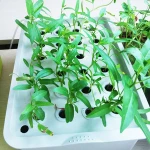 Indoor Hydroponics System Grower Watering Plant Cloner Kit