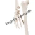 Import Kingstic human skeleton anatomic models in medical science from China