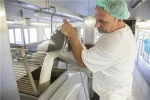 Lactose Free Cheese With Pasteurized Cow'S Milk Cheese