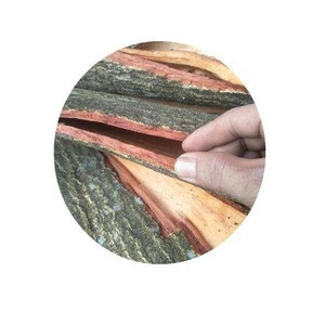 Large Supply at the Cheapest Price Wild Dry Acacia Confusa Hawaiian Root Bark Herb