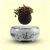 Import Levitation real natural woody plants magic floating indoor plants from China