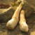Import Live geoduck from Hong Kong