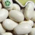 Import Looking for import and export partner of organic white butter beans for baking from China