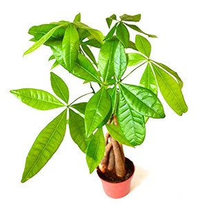 money tree wholesale bare root pachira macrocarpa natural indoor decorative plants