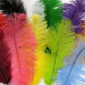 Natural Ostrich Feathers / Dyed Ostrich Feathers