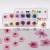 Import Natural plant dry flower nail small adorn article 12 color boxes of dried flowers Little plum flower wholesale Nails Decorations from China