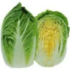 New crop fresh Chinese celery cabbage