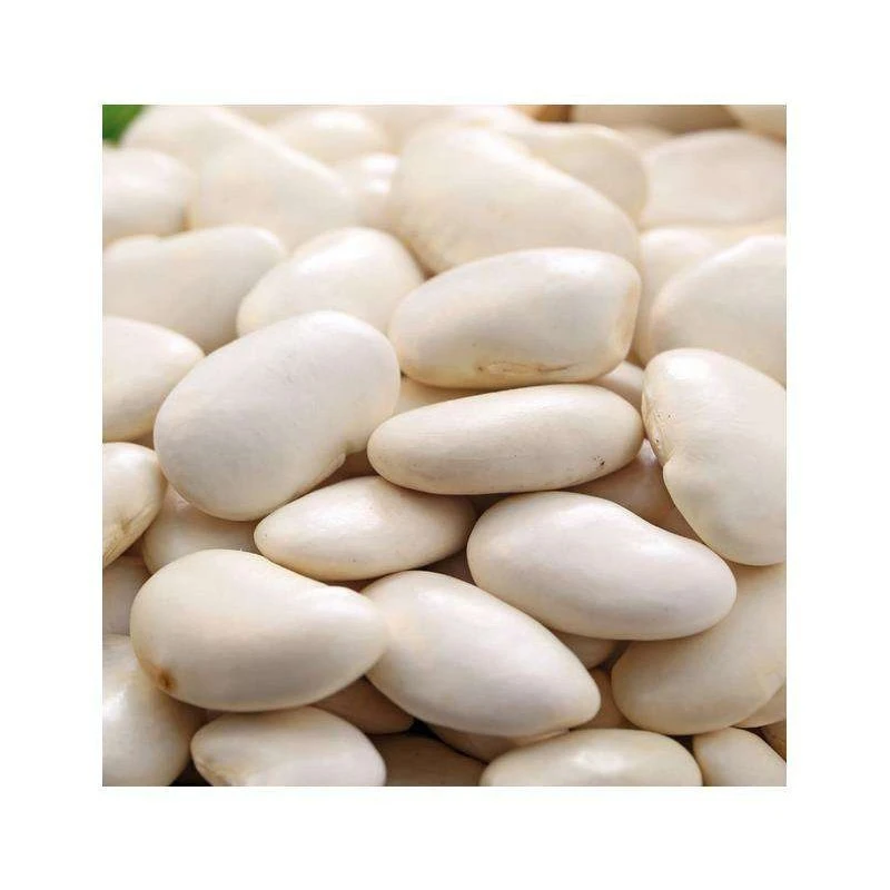 New Crop High Quality Organic White Kidney Beans