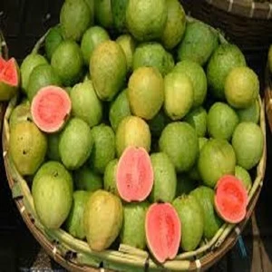 new crops of fresh guava for sale