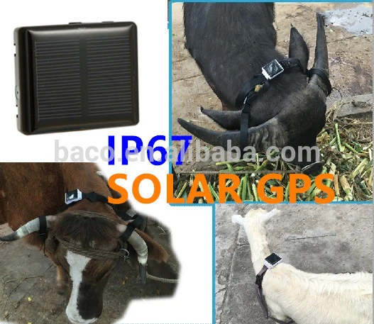 New products pet animal solar powered cow solar gps pet tracker