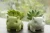 Import Novelty Green Dinosaur Whale Ceramic Succulents Pots Planters from China