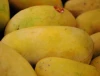 online shopping ethylene ripening india mango DGM report/ethylene ripener manufacturer