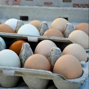 Organic Chicken fresh table eggs