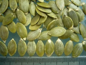 Organic pumpkin seed kernel /Snow white pumpkin seeds kernel