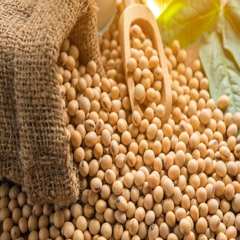 Buy Original Ukraine Soybeans/ Cheap Price Soya Beans Best Selling Soy ...