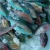 Import Parrot Fish Scarus ghobban Whole Round Gutted Scaled 300/500 500/1000 1000+ from China