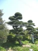 Podocarpus Japanese Big Bonsai Plant Sale