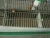 Import Poultry animal egg chicken layer cage from China