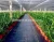 Import PP agriculture ground cover, mulch film, weed mat from China