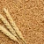 Import Premium Quality Durum Wheat Grains, Variety of Wheat in Excellent Price from South Africa