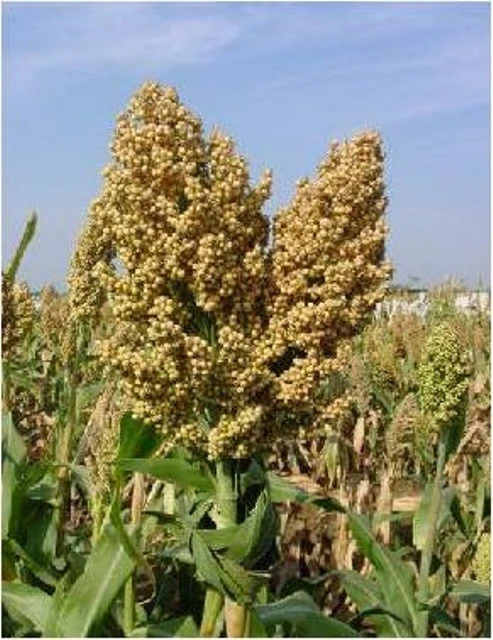 PRICE FOR SORGHUM SEEDS