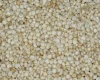 Quality White/Red and yellow Sorghum Available